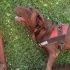 Hera labrador acil yuva fotoğraf