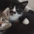 OYUN DELİSİ TAM BIR YUMURCAK fotoğraf