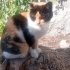 Calico ev kedisi ama sokağa terk edilmiş! fotoğraf