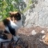 Calico ev kedisi ama sokağa terk edilmiş! fotoğraf