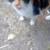 Calico ev kedisi ama sokağa terk edilmiş! fotoğraf