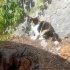 Calico ev kedisi ama sokağa terk edilmiş! fotoğraf