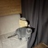 Luna yuva arıyor fotoğraf
