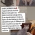 Luna yuva arıyor fotoğraf