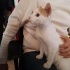 İNSANCIL OYUNCU SAKİN TAM EV KEDİSİ fotoğraf