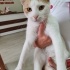 İNSANCIL OYUNCU SAKİN TAM EV KEDİSİ fotoğraf