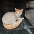 İNSANCIL OYUNCU SAKİN TAM EV KEDİSİ fotoğraf