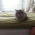 Çok acil yuva arıyorum prensese fotoğraf