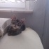 Bir buçuk aylık erkek kedi fotoğraf