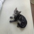Bir buçuk aylık erkek kedi fotoğraf