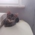 Bir buçuk aylık erkek kedi fotoğraf