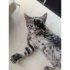 Bir buçuk aylık erkek kedi fotoğraf