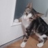 İki buçuk aylık erkek kedi fotoğraf