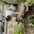 oreo bebek tek gözü az görüyor acil yuva fotoğraf