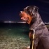 3 Yaşında Safkan Rottweiler Dişi fotoğraf