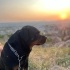 3 Yaşında Safkan Rottweiler Dişi fotoğraf