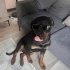 3 Yaşında Safkan Rottweiler Dişi fotoğraf