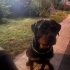 3 Yaşında Safkan Rottweiler Dişi fotoğraf