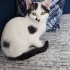 Sokaktan kurtarıldılar fotoğraf
