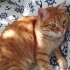 TERK EDİLMİŞ EV KEDİSİ SİMBA İÇİN YUVA ARIYORUM