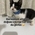 GÜZELLER GÜZELİ KORSANIMIZA AİLE OLUR MUSUNUZ❤️ fotoğraf