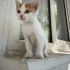 Portakal a yuva arıyoruz fotoğraf