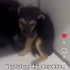 3 Yavru terier çok Acil yuva arıyorum fotoğraf