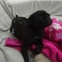 Yola terkedilen pug mops fotoğraf