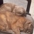 Ayıcık ve Tatlişko’ya Sıcacık Bir Yuva Arıyorum 🐾