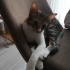 Çok sevgi dolu yanına gelip kıvrılıp yatar masum 5 aylık kısır dişi kedi fotoğraf