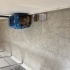 Maya apartman kedimiz. fotoğraf