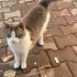 Norveç orman kedisi yuva arıyor fotoğraf