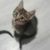 Minik kardeşler yuva arıyor fotoğraf