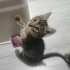 Minik kardeşler yuva arıyor fotoğraf