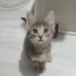 Minik kardeşler yuva arıyor fotoğraf