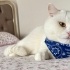 Sevgi Delisi Poofi - Stres Topu 😻🐈 fotoğraf