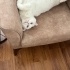 Sevgi Delisi Poofi - Stres Topu 😻🐈 fotoğraf