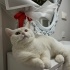 Sevgi Delisi Poofi - Stres Topu 😻🐈 fotoğraf