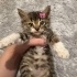 Bu minik bebekleri ölüme terketmeyin fotoğraf