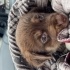 ist balıkesir çevre iller minicik bi corgi kırması sokaktan bulundu. fotoğraf