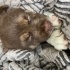ist balıkesir çevre iller minicik bi corgi kırması sokaktan bulundu. fotoğraf