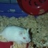 Albino hamster 50 günlük fotoğraf