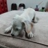 Ücretsiz sahiplenme pinscher acil yuva fotoğraf