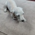 Ücretsiz sahiplenme pinscher acil yuva fotoğraf