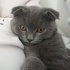 British short hair sahiplendirme ücretsiz fotoğraf