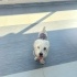 Ücretsiz sahiplenme terrier acil yuva fotoğraf