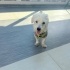 Ücretsiz sahiplenme terrier acil yuva fotoğraf
