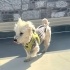 Ücretsiz sahiplenme terrier acil yuva fotoğraf