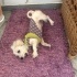 Ücretsiz sahiplenme terrier acil yuva fotoğraf