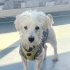 Ücretsiz sahiplenme terrier acil yuva fotoğraf